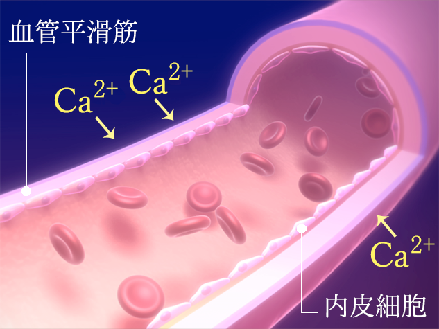 正常収縮における血管平滑筋とカルシウムイオンの関係