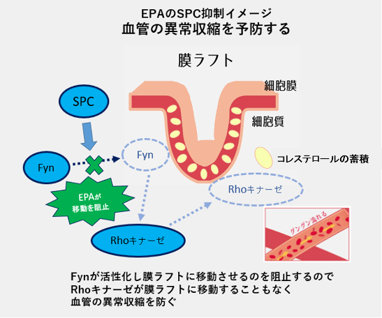 EPAによる血管の異常収縮抑制のメカニズム1
